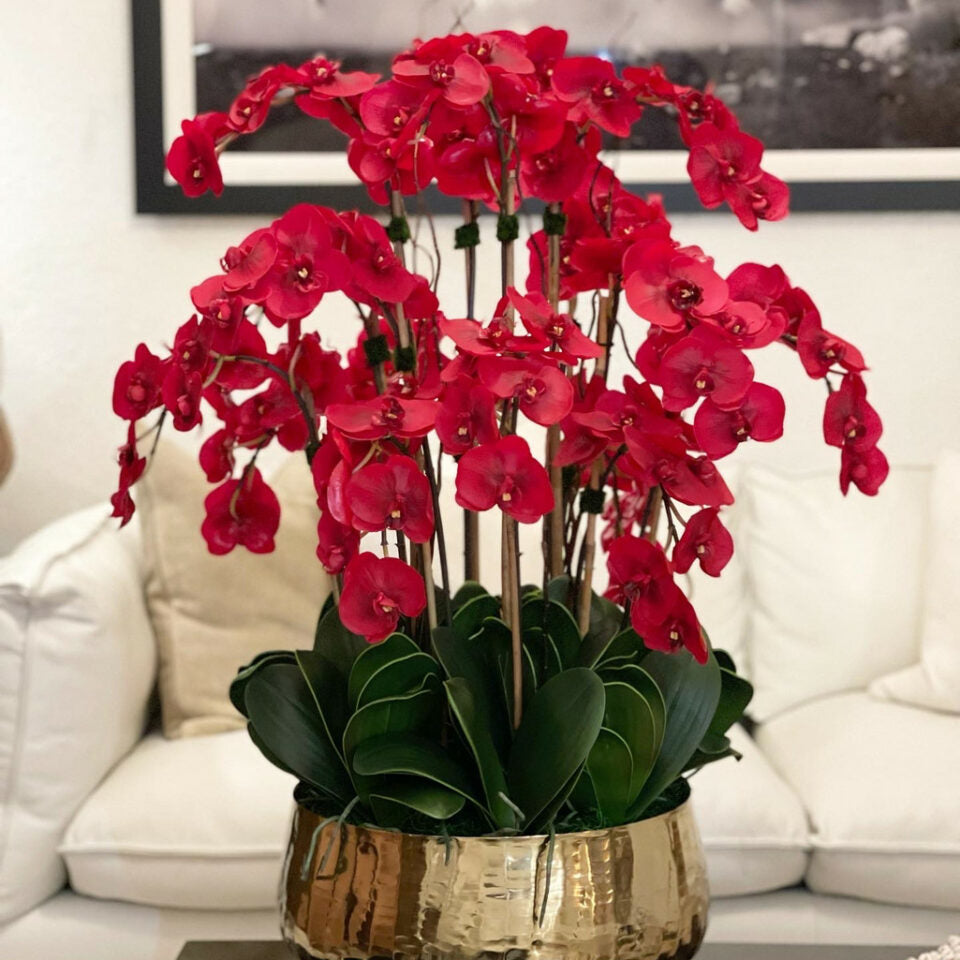 Orquídeas Phalaenopsis rojas en macetero mediano dorado