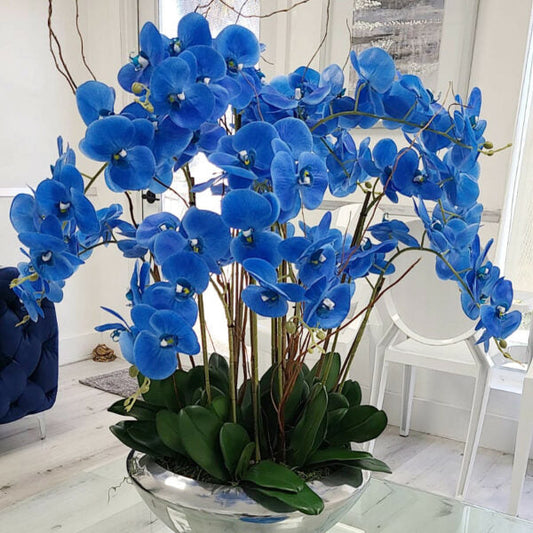 Tazón Avenue con orquídeas Phalaenopsis azules