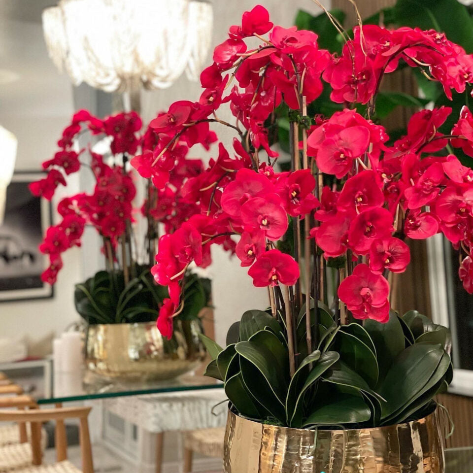 Orquídeas Phalaenopsis rojas en macetero mediano dorado