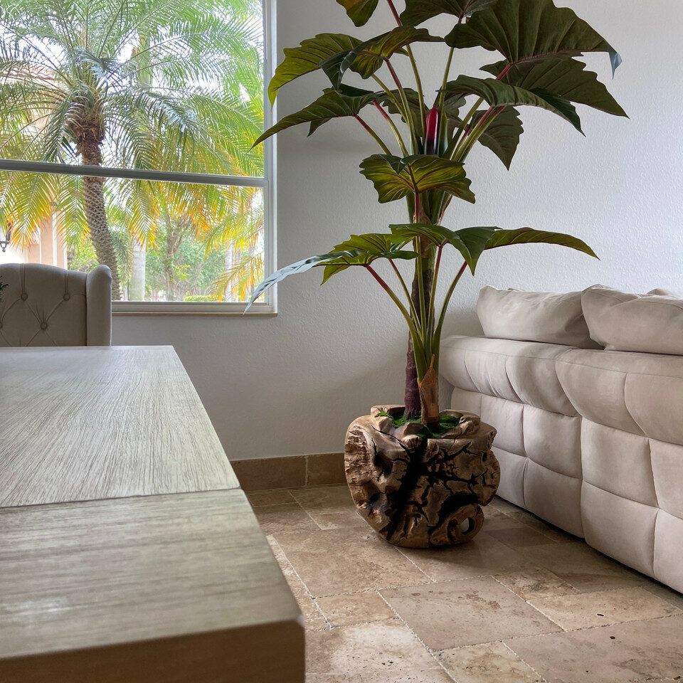 Tazón de teca de gran tamaño con planta Alocasia.