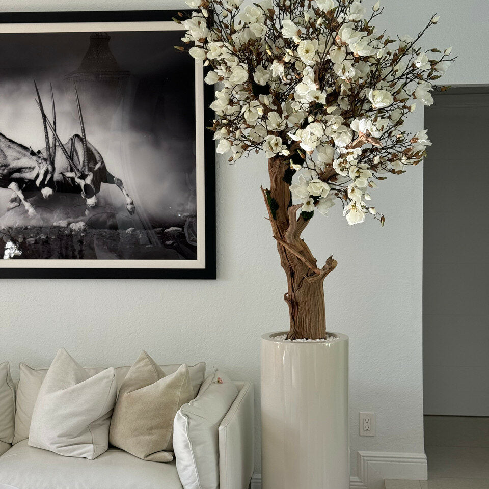 Árbol de magnolia blanca en macetero St. Tropez beige brillante